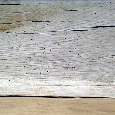 Woodworm holes in Oak
